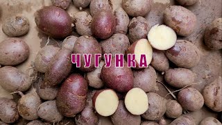 Сорт картофеля Чугунка (наследник сорта Синеглазка). Potato seeds Chugunka.