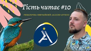 Рибалочка звичайний - неймовірної краси та вправності міфічний птах Гість читає #10 (feat @nastupni)