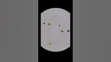 Chlamydomonas motility 40x, 100x, 400x, 600x,