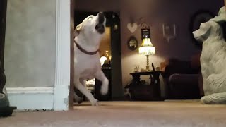 Dog goes crazy over doorbell in slowmo