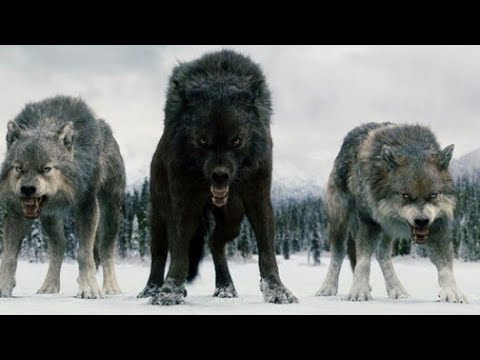 Twilight Wolves - Wolves