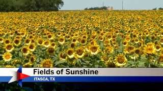 Fields of Sunshine | Texas Sunflowers