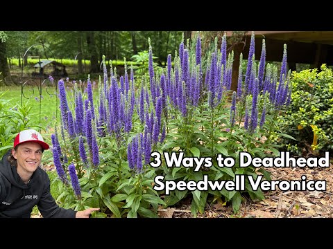 Vidéo : Véronique speewell : 3 façons de couper les vieilles fleurs fanées pour une floraison rapide