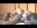 うちの犬と主とうたた寝しませんか？