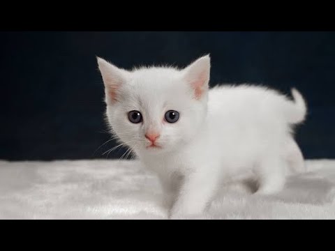 Featured image of post White Cute Anime Kitten / Grey, calico, white, white pawed, striped orange, and black.