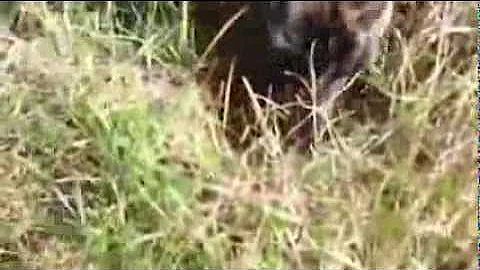 Peggy burrowing and biting in the ground