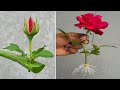 How to grow rose from flower buds  growing red roses