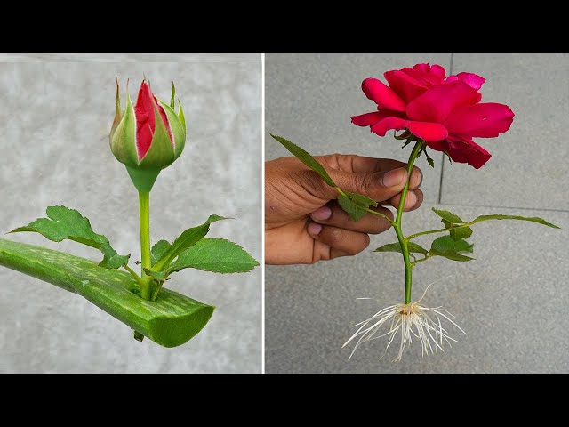 How to propagation new Rose flower color from Red Rose flower bud