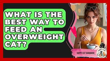 What Is The Best Way To Feed An Overweight Cat? - Happy Cat Handbook