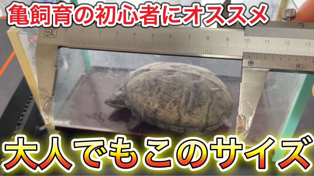 ミシシッピニオイガメ 飼育0 亀飼育の初心者にオススメ 大人でもこのサイズ Youtube ミシシッピニオイガメ 飼育0 亀飼育の初心者にオススメ 大人でもこのサイズ Youtube