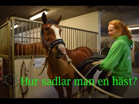 Video: Hur Man Sadlar En Häst