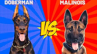 Doberman Vs Malinois Köpekleri  #malinois  #doberman #köpek