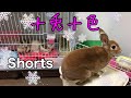 【うさぎShorts】十兎十色　rabbit