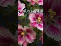 #surah Al Qadar#beautiful Quranpak tilawat #subscribe ♥️