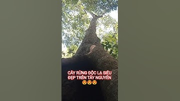 CÂY RỪNG ĐỘC LẠ SIÊU ĐẸP TRONG RỪNG SÂU TÂY NGUYÊN