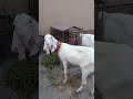 Eid Ul Adha White Barkray 2026