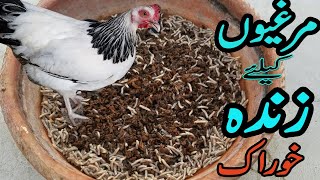 How to raise insects at home | Live food for chicks | Free chicken feed ideas | maggots for chicken
