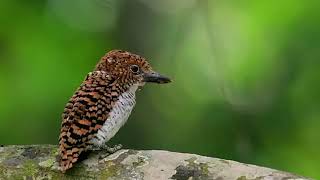 Banded Kingfisher. #burung #birds #bird