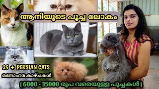 ആനിയുടെ പൂച്ച ലോകം || Persian Cats Malayalam ||