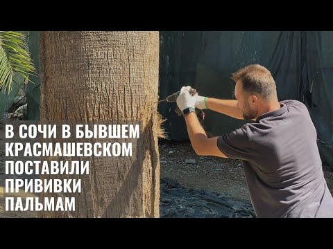 Поставили прививки пальмам 🌴 В Сочи в бывшем санатории «Красмашевский» сделали инъекции пальмам