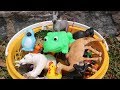 Learn Animals Show For Children Zoo Animals Farm Animals - ANAK BAIK -