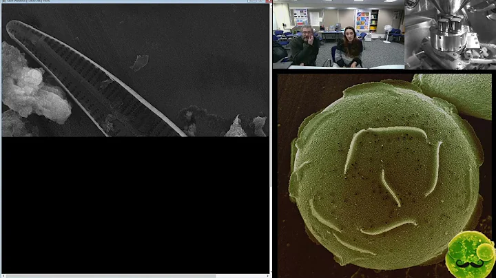 Live Scanning Electron Microscope