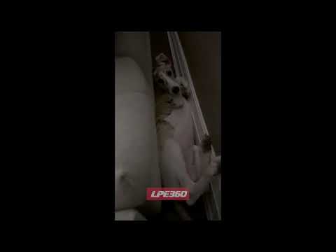 Video: Elastīgs suns izdzīvo dzīvi uz apģērba līnijas, tagad dzīvo uz dīvāna!