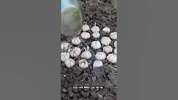أسهل طريقة لزراعة نباتات الثوم 
