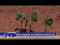 Polo Regional de Desenvolvimento do Agronegócio planta feijões preto e carioca.