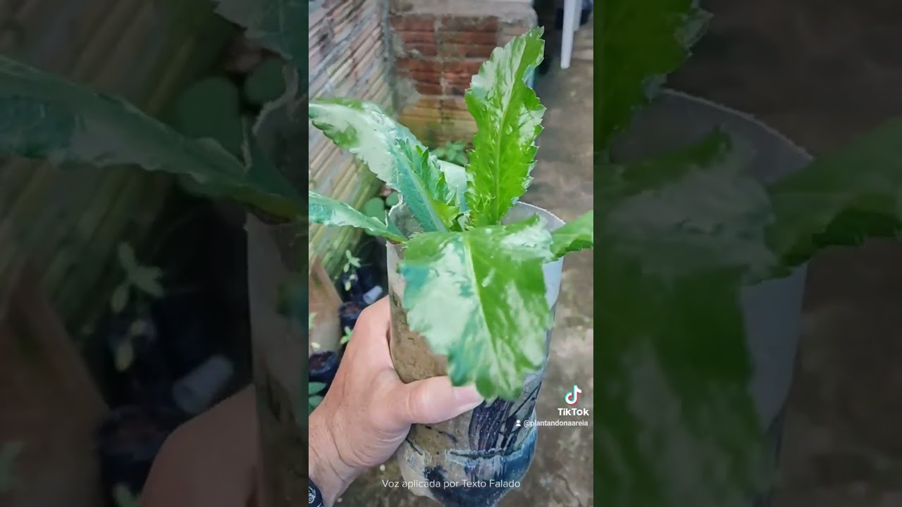 chicória plantada na Areia