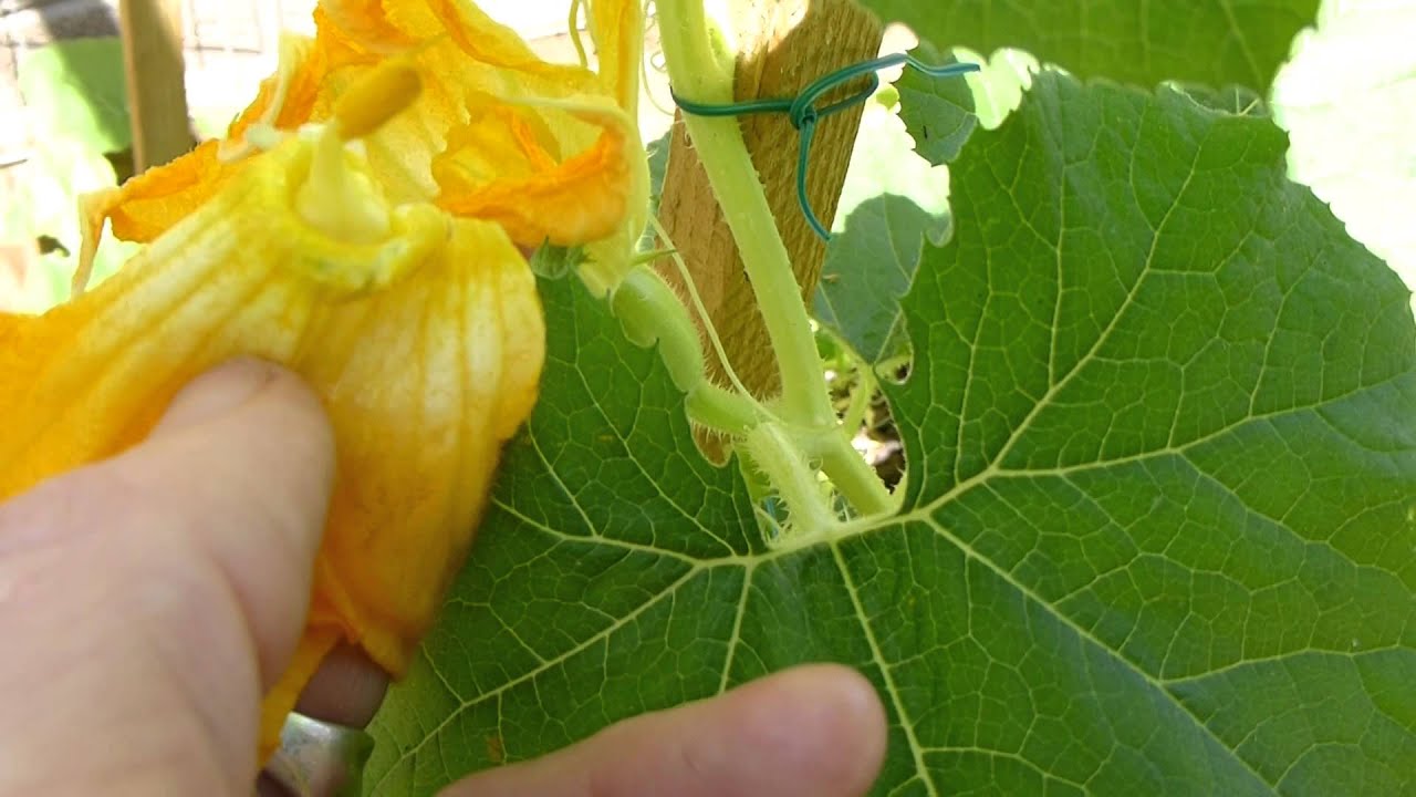 How to care for spaghetti squash plants information