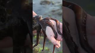 Octopus being released | Theekholms