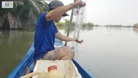 Câu cá sông nhà bè và giăng lưới cùng đứa em mới đi bộ đội về phần 2//dân dã miền quê official