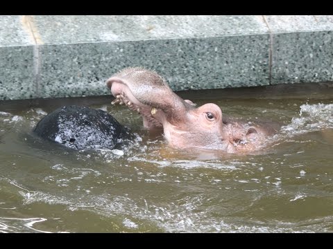Speels nijlpaard Boulli / Playfull hippo : ZOO Antwerpen