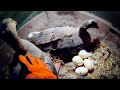 Geese Hatching Goose Eggs (Start to Finish)