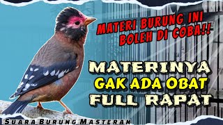 BURUNG MASTERAN MATERI RAPAT TERBAIK! UNTUK BURUNG MURAI BATU CUCAK IJO KACER