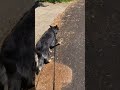 #activedog