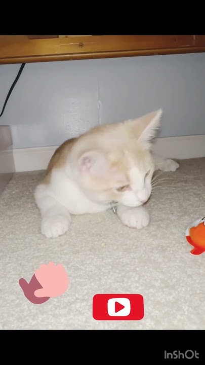 where-do-cats-hide-cat-cute-catlover-funnycat-kitten-kittycat