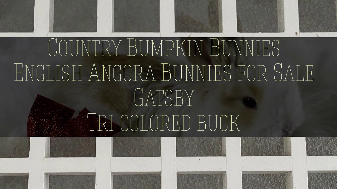 Gatsby the Tri Colored English Angora Rabbit - YouTube