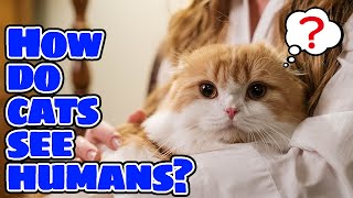 How Cats Really See Their Human Companions | Do cats think humans are big cats?