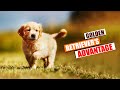 What Are the Advantages of Having a Golden Retriever? Pets Owning Guide!