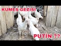 Kümes Gezintisi../Russian Orlof Küçük Putin Çok TEHLİKELİ  ?