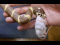 【ねずみ年一発目】ヘビにネズミ食わせる【今年もよろしくね】