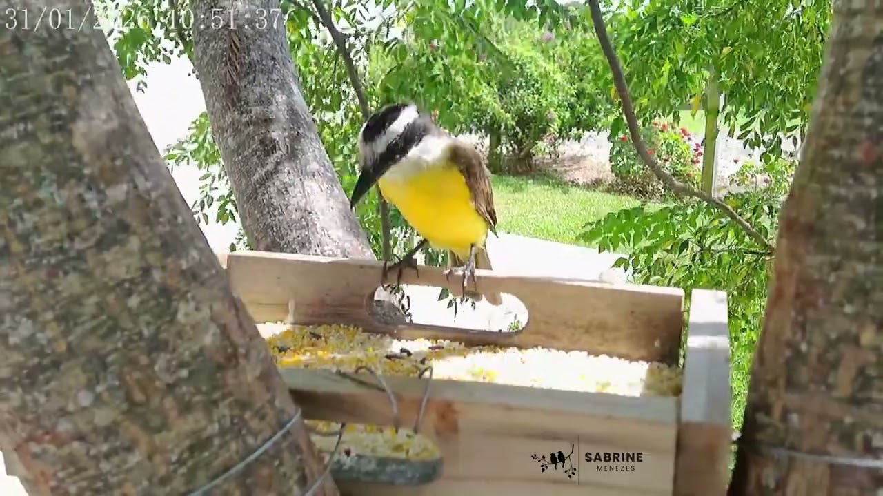 Bem-te-vi 💛 Great Kiskadee