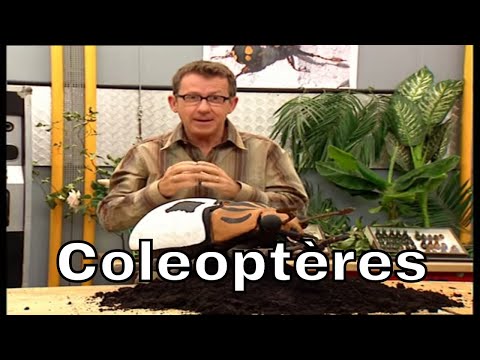 Vidéo: Comment prendre soin des coccinelles : 9 étapes (avec photos)