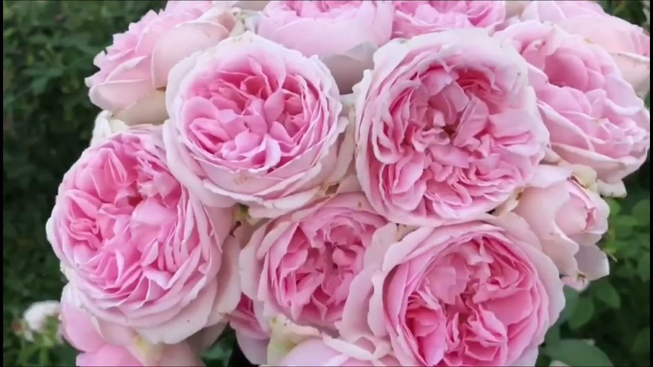Роза велленшпиль фото и описание отзывы