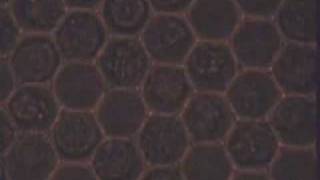 Molecular Cytomics - Cell Loading