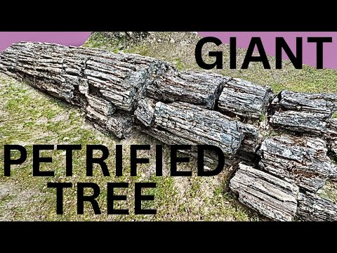 Video: Petrified-Forest-Nationalpark: Der vollständige Leitfaden