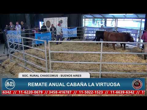 08/10/2026 - REMATE ANUAL CABAÑA LA VIRTUOSA CIBUS AREGNTINA -