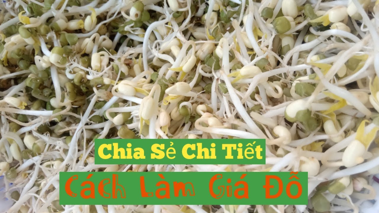 Chia sẻ chi tiết cách làm giá đỗ (đậu xanh) sạch tại nhà. Giá không bị ...
